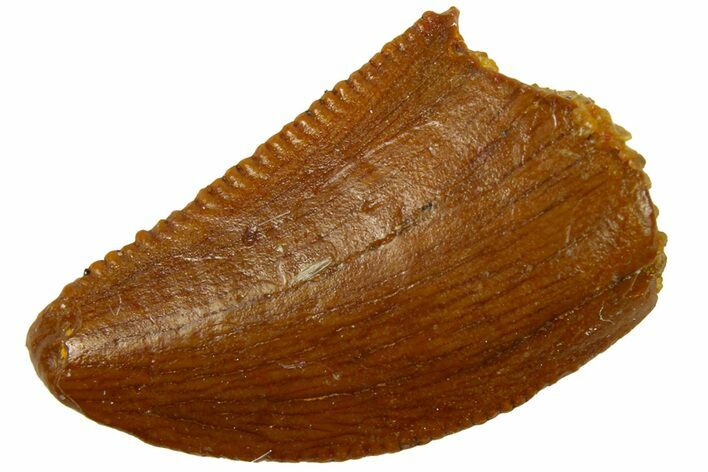 Serrated Raptor Tooth - Real Dinosaur Tooth #300842